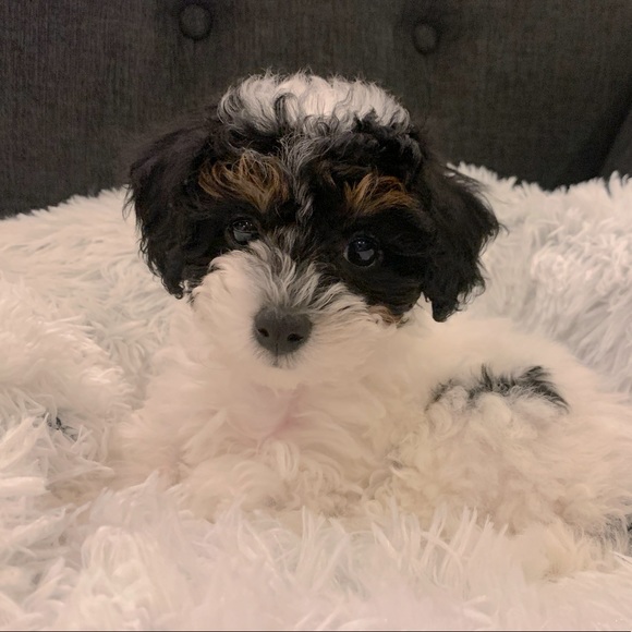 Meet Harlequin❣️New Addition To The Family! 🥰 - Picture 1 of 3